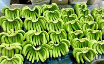 Burhanpur Banana GI Tagबुरहानपुर के केले को मिली ग्लोबल पहचान, 12 साल बाद हुआ जीआई टैग