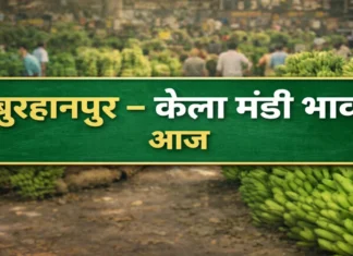 Burhanpur Today’s Banana Rates बुरहानपुर केला मंडी में आज 25 जनवरी रविवारके भाव बुरहानपुर मंडी में आज के केला के भाव Burhanpur Today's Banana Rates