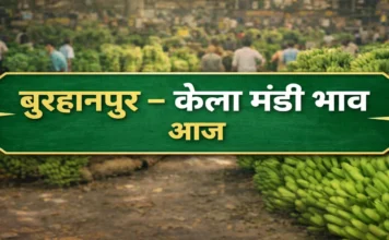 Burhanpur Today’s Banana Rates बुरहानपुर केला मंडी में आज 25 जनवरी रविवारके भाव बुरहानपुर मंडी में आज के केला के भाव Burhanpur Today's Banana Rates